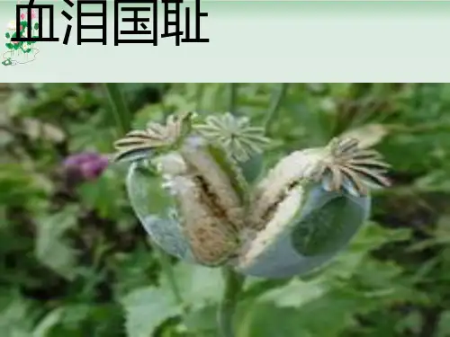 《血泪国耻》PPT课件鲁人版