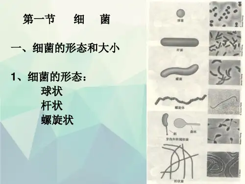 原核微生物的形态、构造和功能