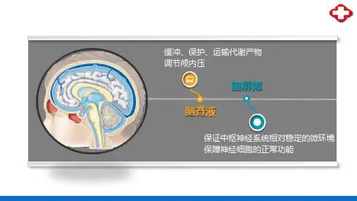 脑脊液及其循环、脑屏障(正常人体结构课件)