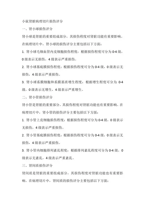 小鼠肾脏病理切片损伤评分