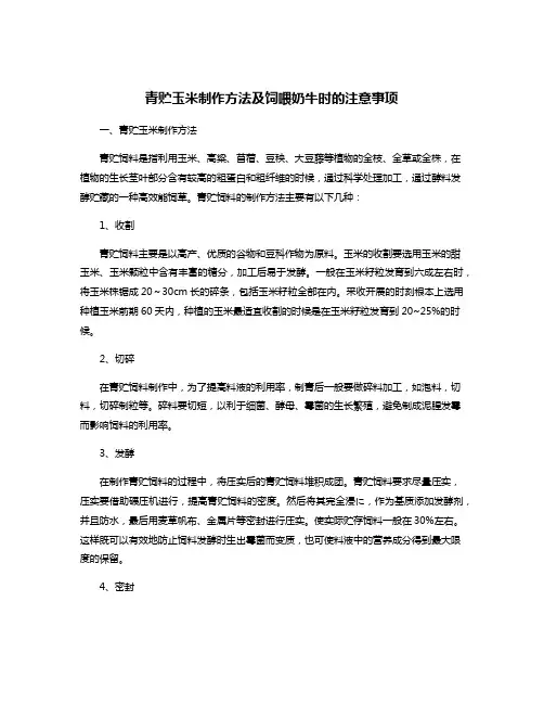 青贮玉米制作方法及饲喂奶牛时的注意事项