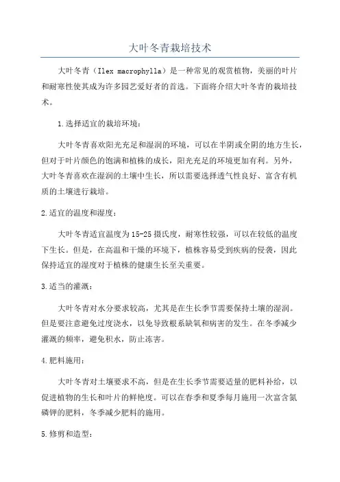 大叶冬青栽培技术
