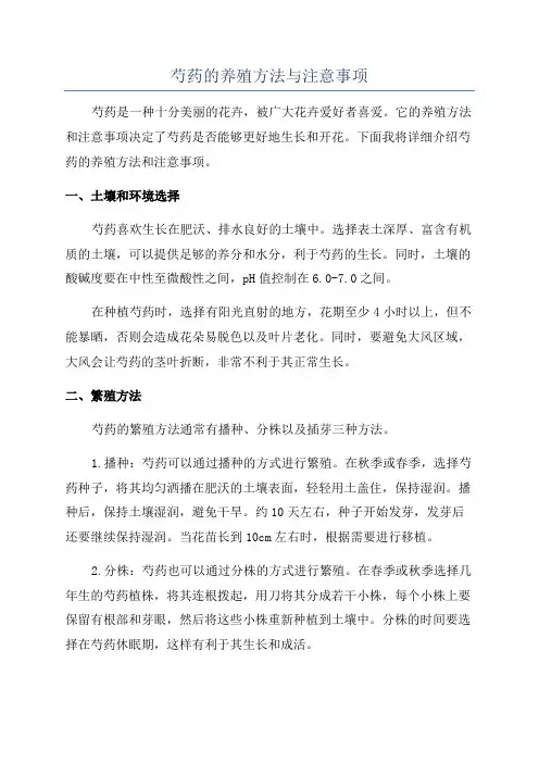 芍药的养殖方法与注意事项