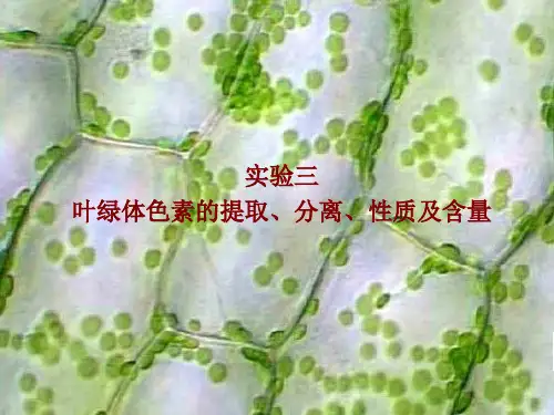 实验三_叶绿体色素的提取、分离和性质分析ppt课件