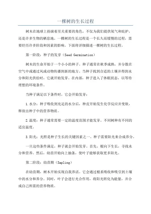 一棵树的生长过程