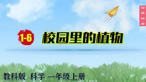 (2024)新教科版科学一年级上册1-6校园里的植物PPT课件
