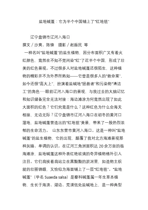 盐地碱蓬：它为半个中国铺上了“红地毯”