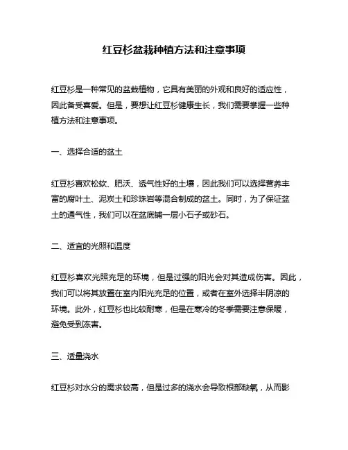 红豆杉盆栽种植方法和注意事项