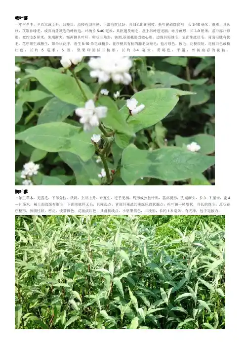 植物图鉴