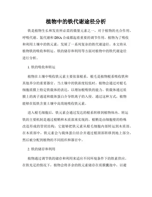 植物中的铁代谢途径分析