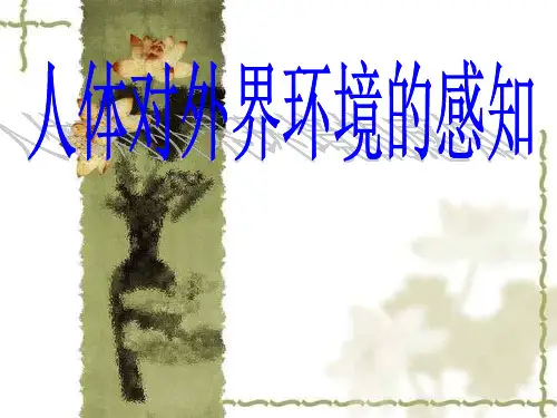 鲁科版(五四学制)生物七年级下册 4.6.1人体对外界环境的感知 课件