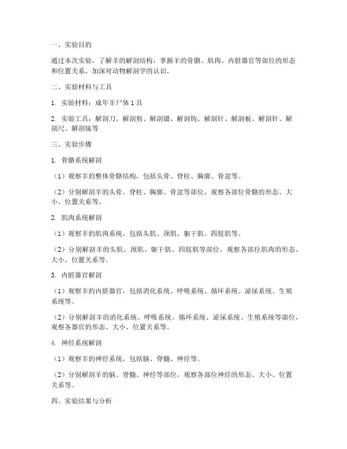 羊的解剖实验报告