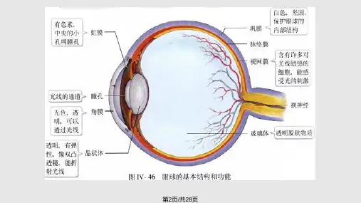 眼科常见病学习.pptx