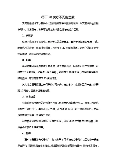 零下20度冻不死的盆栽