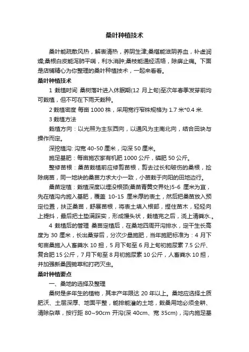 桑叶种植技术