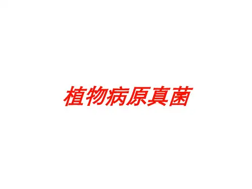 植物病原真菌培训课件