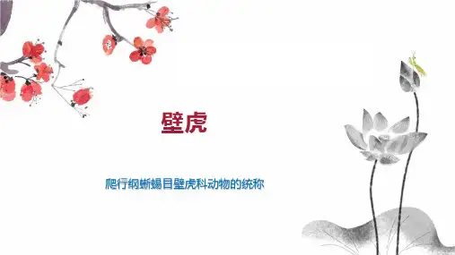 壁虎    