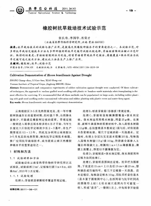 橡胶树抗旱栽培技术试验示范