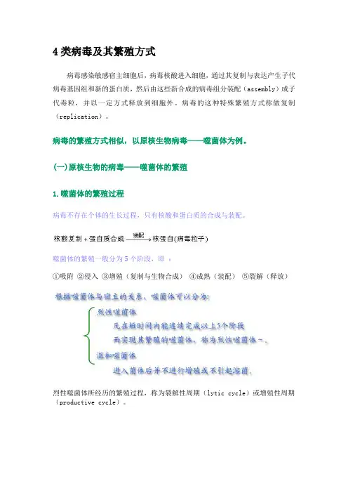 病毒的繁殖
