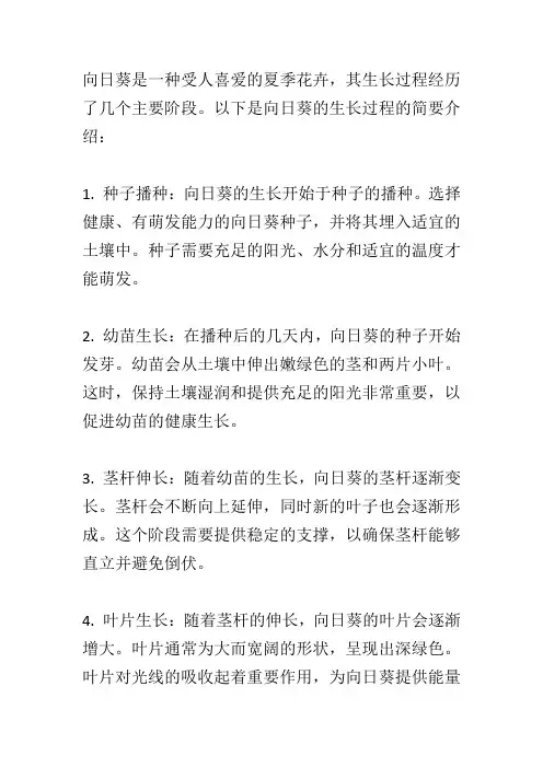 介绍向日葵生长过程