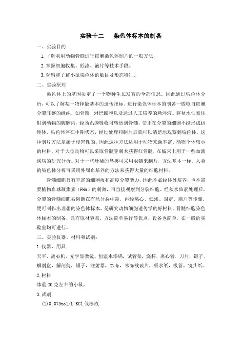 12染色体标本的制备