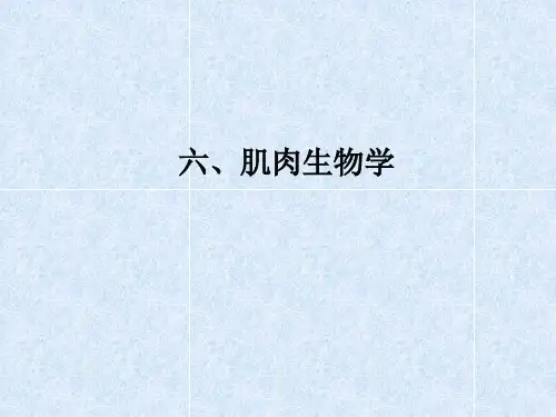 肌肉生物力学1