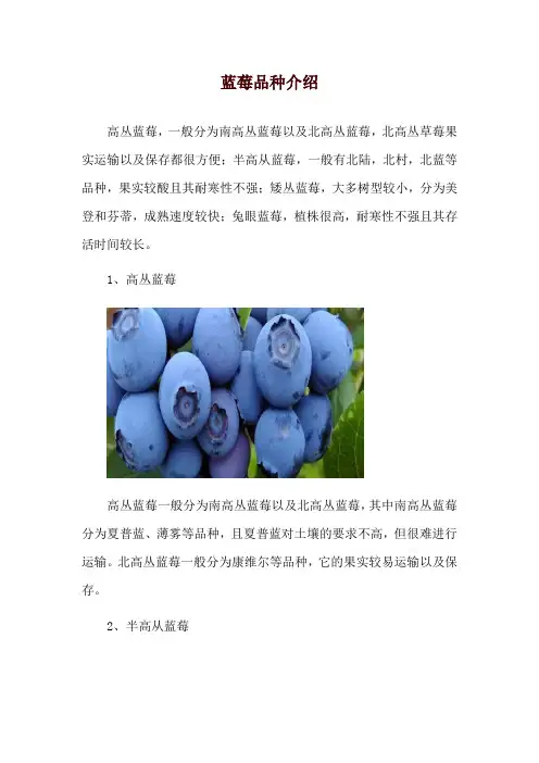 蓝莓品种介绍