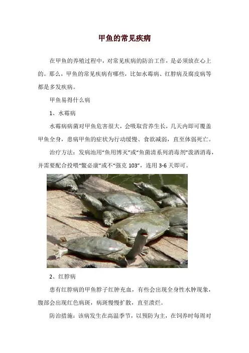 甲鱼的常见疾病