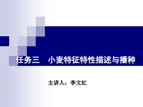 小麦特征特性描述与播种