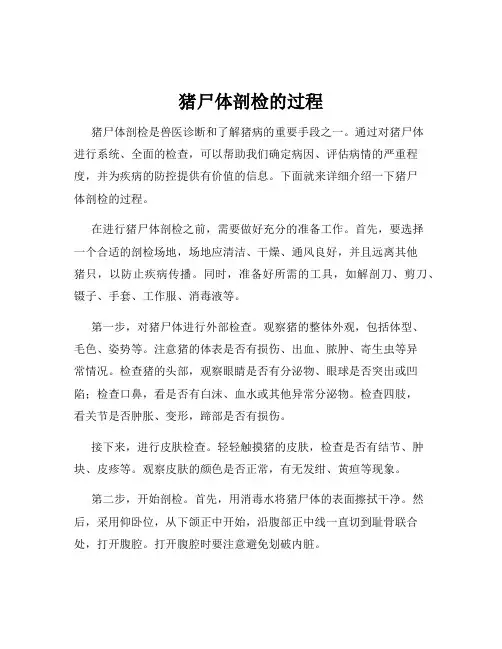 猪尸体剖检的过程