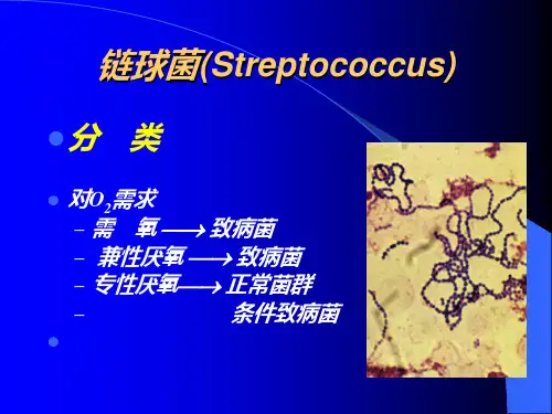 链球菌Streptococcus