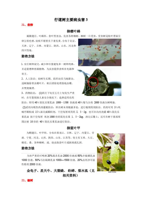 行道树主要病虫害3