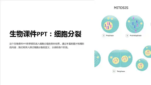 《生物课件PPT：细胞分裂》