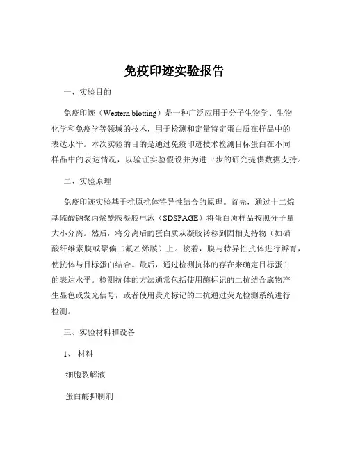 免疫印迹实验报告