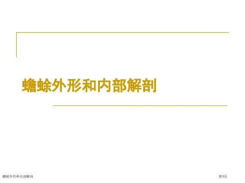 蟾蜍外形和内部解剖