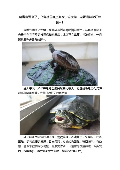 倒春寒要来了，乌龟感冒肺炎多发，这次你一定要提前做好准备~！