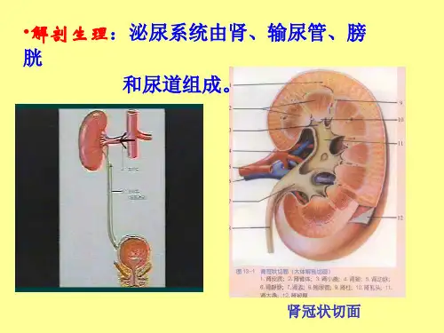 病理学9第12章泌尿系统疾病ppt课件