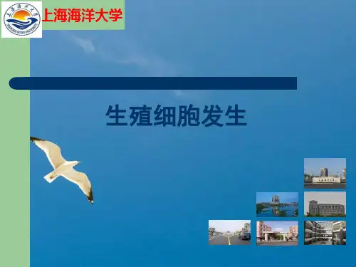 《生殖细胞发生》ppt课件
