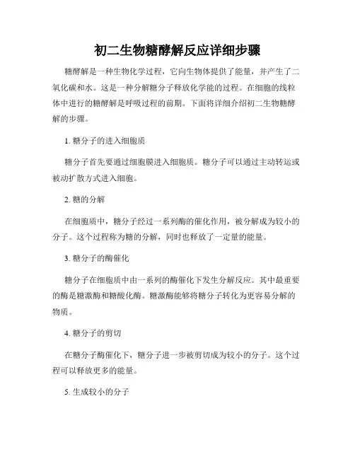 初二生物糖酵解反应详细步骤