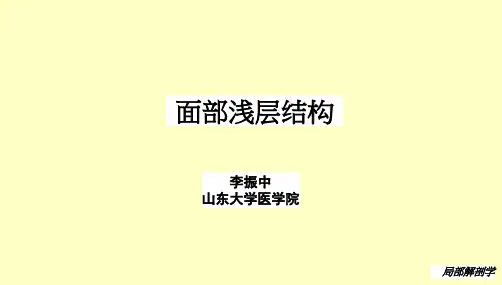 局部解剖学04-课件