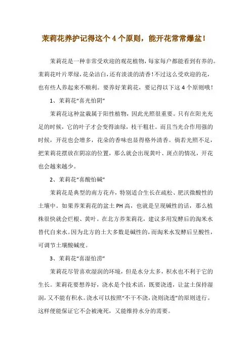 茉莉花养护记得这个4个原则,能开花常常爆盆!