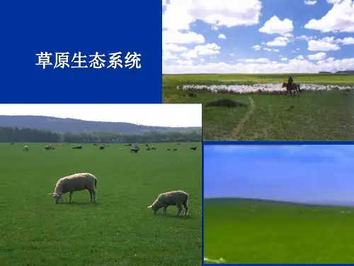 草原生态系统.ppt