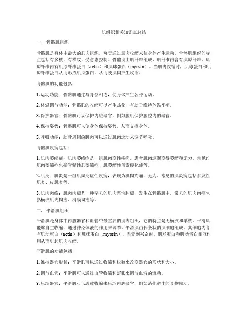 肌组织相关知识点总结