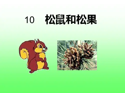 松鼠和松果教学课件