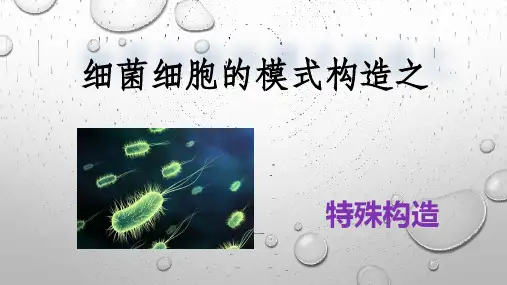 细菌特殊模式构造