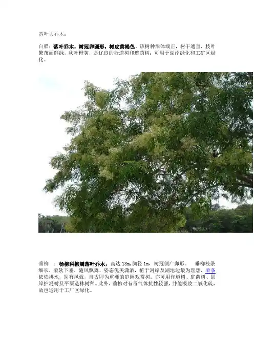 重庆常见的落叶乔木