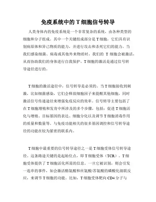 免疫系统中的T细胞信号转导