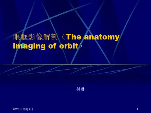 基础医学-人体解剖学-眼眶影像解剖PPT课件