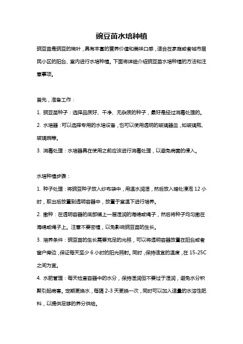 豌豆苗水培种植