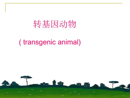 转基因动物
